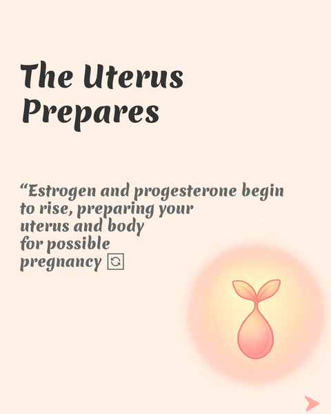 the uterus prepares infographic